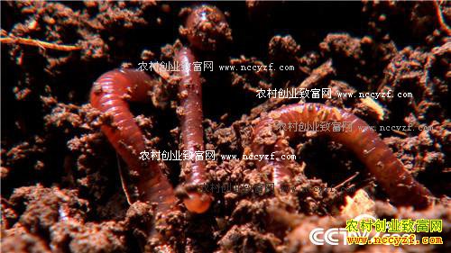女博士为何放弃两百万年薪