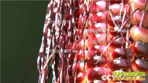 同样的玉米 他咋卖得那么火