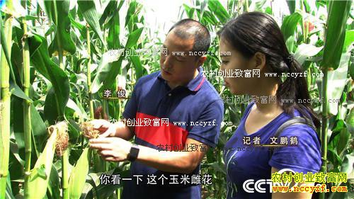 [致富经]同样的玉米 山西忻州李俊咋卖得这么火