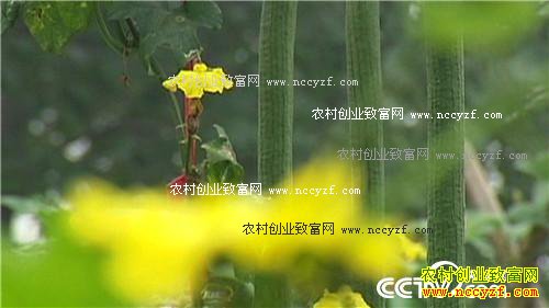 致富经: 种瓜不卖瓜年入八千万