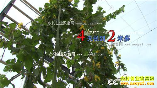 种瓜不卖瓜年入八千万