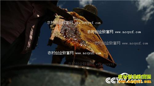 女记者嫁入青藏高原之后