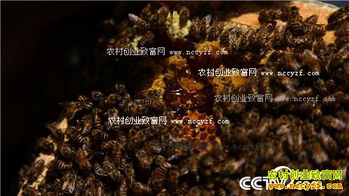 女记者嫁入青藏高原之后