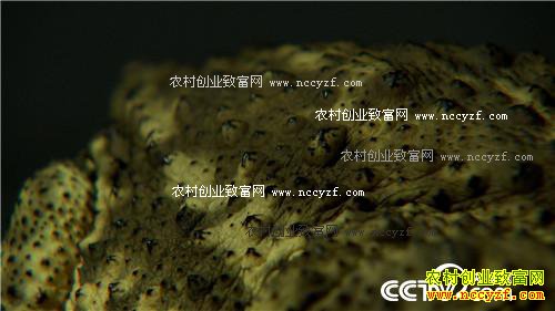 帮他脱衣好赚钱