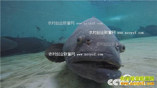 一个台湾商人不能说的千万财富秘密