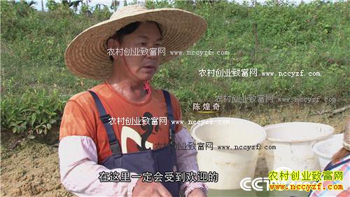 台湾商人抓住滑溜溜的财富