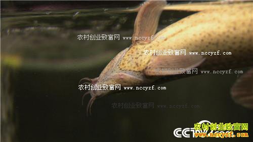 台湾商人抓住滑溜溜的财富