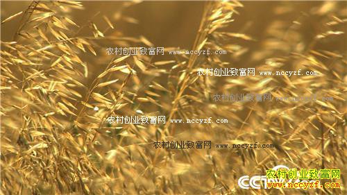 赔光6000万之后靠一张照片翻身