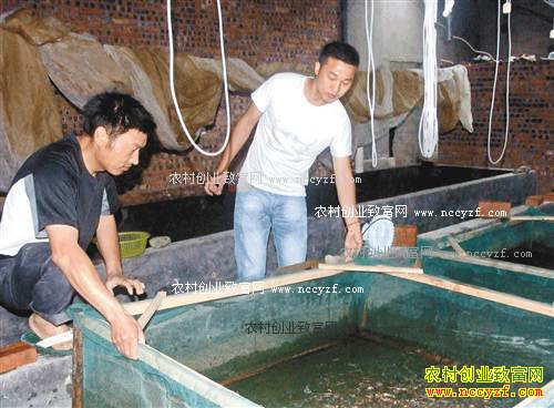 重庆南川胡达养泥鳅订单育苗利润高