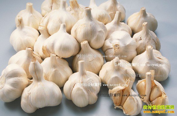 2016年大蒜价格行情预测:入秋后“蒜你狠”卷土重来