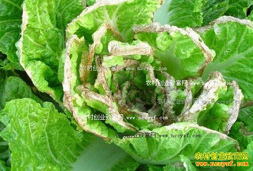 秋白菜病虫害防治方法