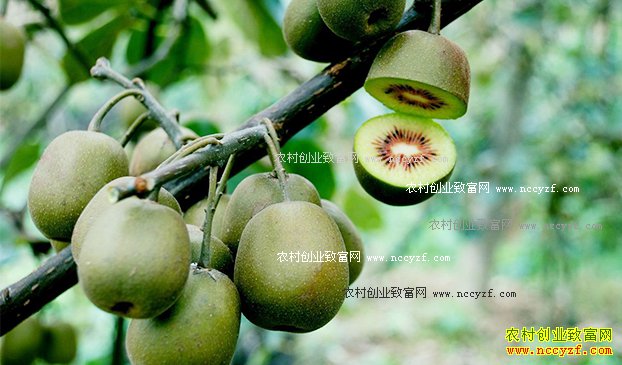 湖北竹山黄祖伍种植猕猴桃助农脱贫致富