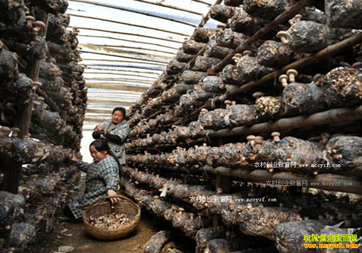 山东栖霞废弃苹果枝条摇身变宝种植食用菌