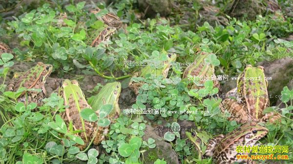 养蛙赚钱吗:黑斑蛙1斤20元 养黑斑蛙成农民致富好项目