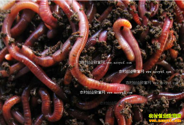 养蚯蚓赚钱吗:牛粪养蚯蚓效益及养殖风险分析