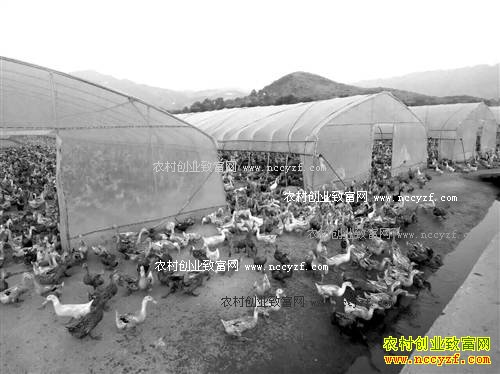 重庆巫山李尚前生态种粮效益高