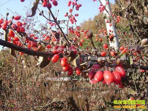 山西阳城:种植山茱萸亩产值5000多元成农民致富好项目
