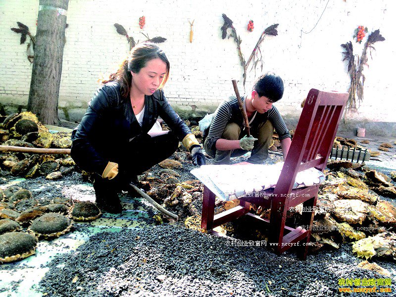 山西泽州:种植油葵亩收入千元成农民致富好项目