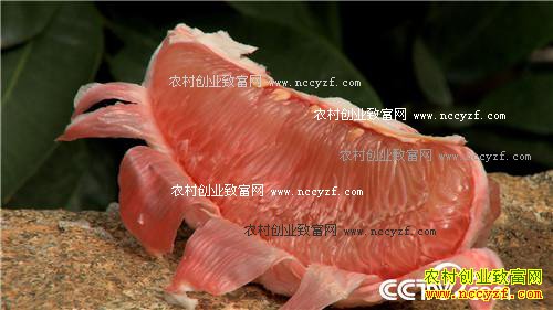 致富经:血色柚惑带来的财富 10月31日