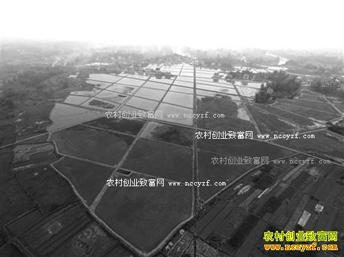 重庆潼南金盆村:种植水生植物成农民致富好项目