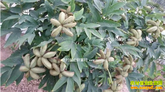 重庆奉节岩湾乡种植油用牡丹亩收入4000多元