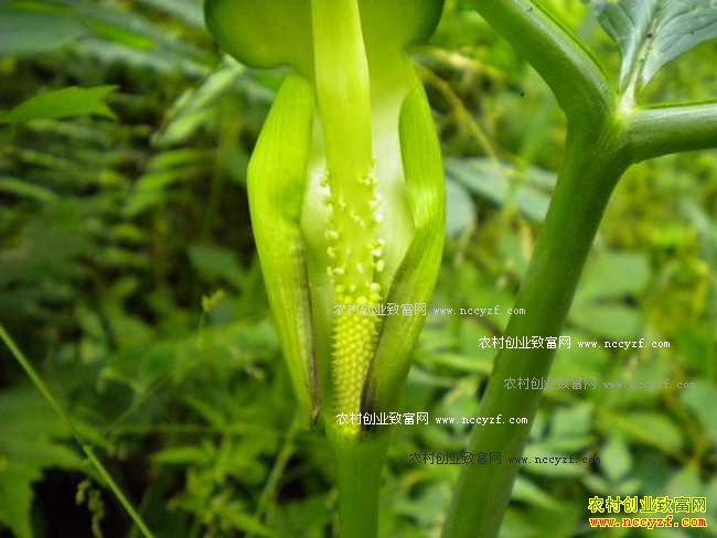 河北深州大染庄:种植天南星利润高每亩收入2万元