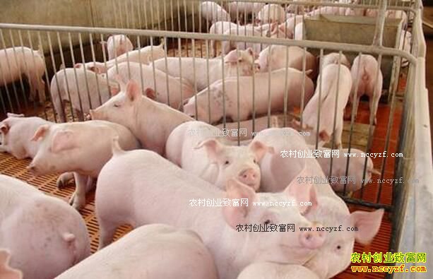 猪价格行情走势:猪肉消费将迎来旺季 猪价格回暖
