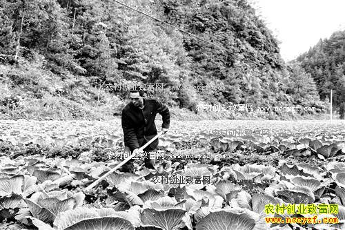 重庆丰都简应泽种植高山莲花白每斤售价1.5元