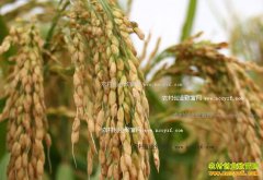 <b>2017年水稻价格预测：明年稻谷托市价有望稳定</b>