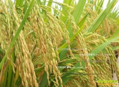 <b>2016年安徽籼稻价格行情：中籼稻单产下滑 农户收益欠佳</b>