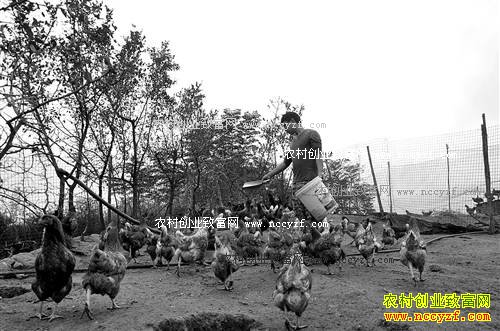 重庆綦江唐军、钟崇琴夫妇养殖珍禽和土鸡年利润20多万