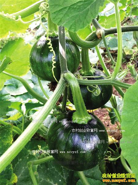 种植青南瓜赚钱 重庆潼南秋南瓜抢早市热销