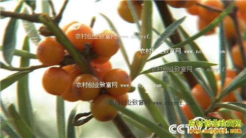 致富经:十万元到一亿元 从难摘的果子开始 11月16日