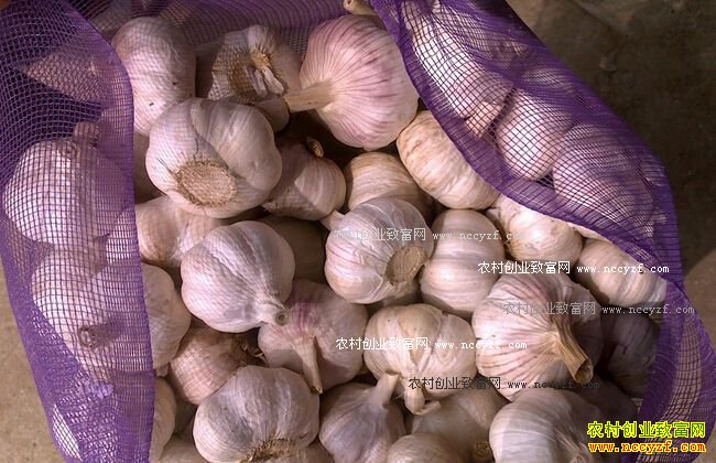 2016最新大蒜价格行情:大蒜价格涨一倍 蒜价直逼肉价