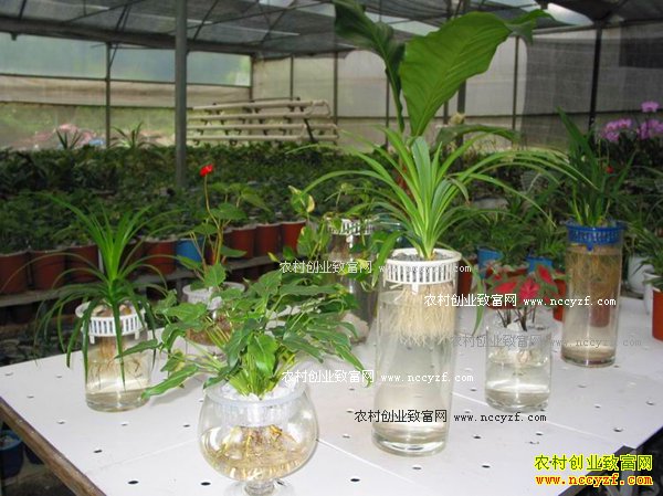 盆栽花卉无土栽培技术要点