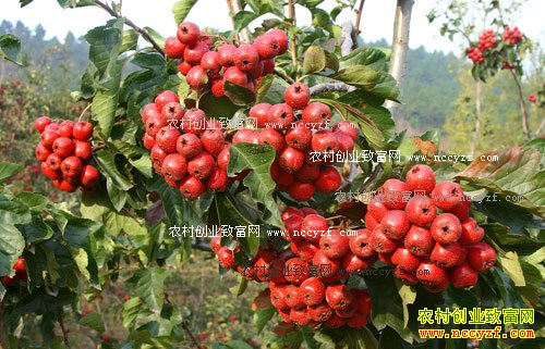 2016年山楂价格行情:山楂丰产 行情向好