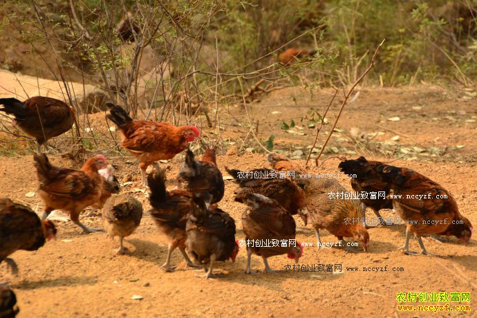 河北赵县胡保银生态养柴鸡效益高