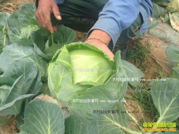 湖北宜城:合作社带动农民种甘蓝一亩收入1万元
