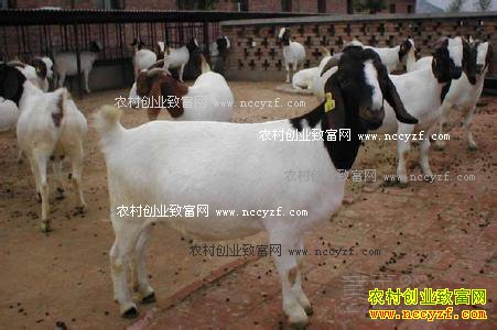 冬季养羊技术:山羊冬季饲养管理技术要点