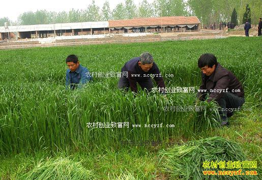 安徽颍上唐心军种植牧草养白鹅一只鹅利润140元