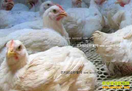 12月肉鸡价格会上涨吗:三大因素困扰肉鸡行情难有起色