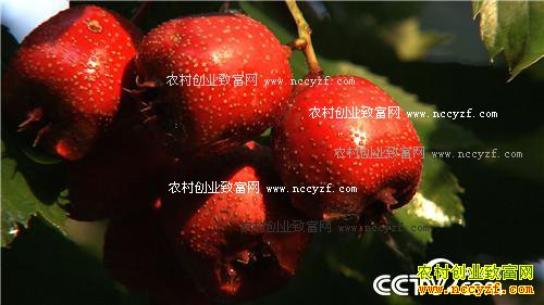 致富经:年赚5000万 创业就靠八个字 12月12日