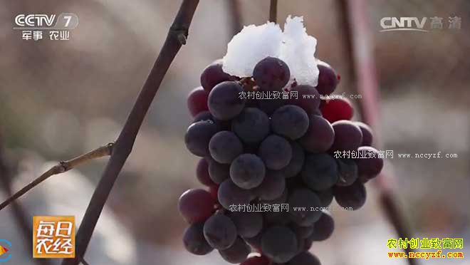[每日农经]寒冬半夜采摘的葡萄