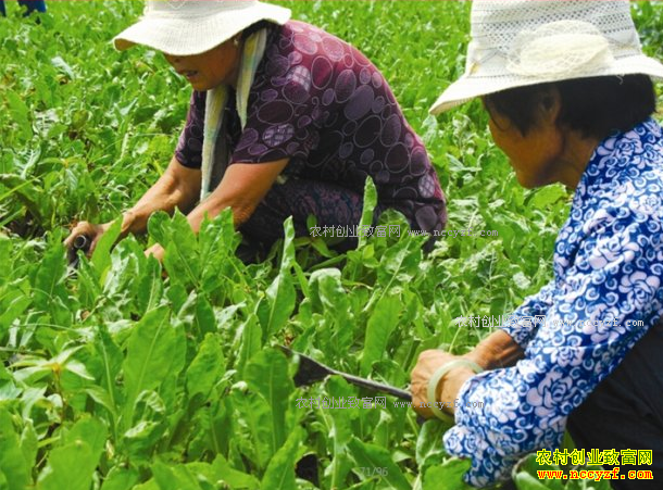 2017年种植板蓝根赚钱吗 板蓝根种植成本与效益分析
