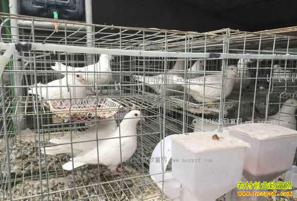 2017年养肉鸽赚钱吗?肉鸽养殖成本与效益分析