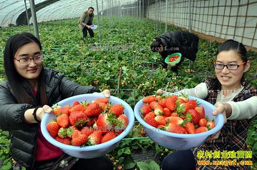 河北临西县赵庆彬种植生态草莓卖断货