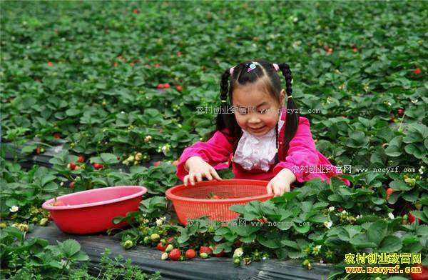 辽宁调兵山市陈雷一家当微商卖草莓日收入超千元