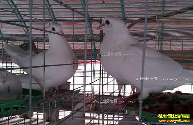 鸽子养殖效益分析:养殖1000对肉鸽一年利润多少?