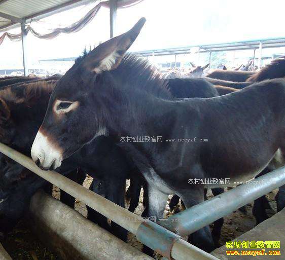 2017年养驴赚钱吗：山西肉驴养殖前景及养驴行业分析