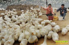 <b>养10000只鸭子能赚多少钱？1万只鸭子养殖成本和利润分析</b>